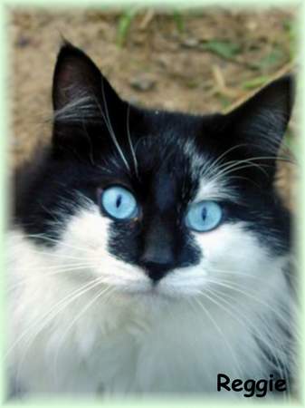 grøntsager teknisk Igangværende Blå øjne - hvorfor beholder kattene ikke dem? - Opdræt - Kattegale